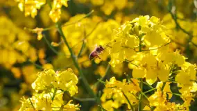 Wspomnienia rzepakowych pól na Mazurach 2023 - zdjęcie 60