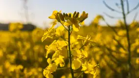 Wspomnienia rzepakowych pól na Mazurach 2023 - zdjęcie 38