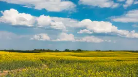 Wspomnienia rzepakowych pól na Mazurach 2023 - zdjęcie 7