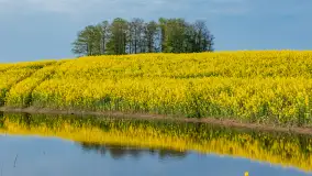 Wspomnienia rzepakowych pól na Mazurach 2023 - zdjęcie 51
