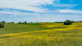 Wspomnienia rzepakowych pól na Mazurach 2023 - zdjęcie 81