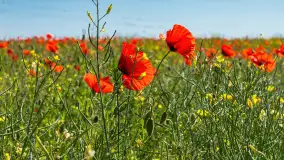 Makowe, mazurskie, czerwone pola, czerwiec 2023 r. - zdjęcie 14