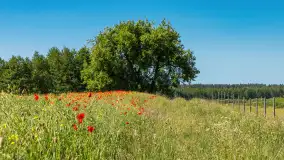 Makowe, mazurskie, czerwone pola, czerwiec 2023 r. - zdjęcie 2