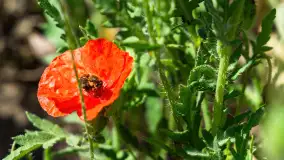 Makowe, mazurskie, czerwone pola, czerwiec 2023 r. - zdjęcie 41