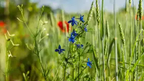 Makowe, mazurskie, czerwone pola, czerwiec 2023 r. - zdjęcie 35