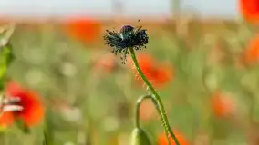 Makowe, mazurskie, czerwone pola, czerwiec 2023 r. - zdjęcie 19