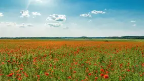 Makowe, mazurskie, czerwone pola, czerwiec 2023 r. - zdjęcie 43