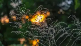 Zachód słońca nad jeziorem Tałty w Mikołajkach, czerwiec 2023 r. - zdjęcie 5