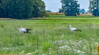Bociany na wopławskiej łące, lipiec 2023 r.