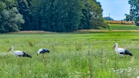 Bociany na wopławskiej łące, lipiec 2023 r. - zdjęcie 16