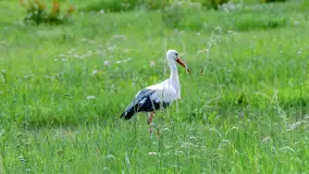 Bociany na wopławskiej łące, lipiec 2023 r. - zdjęcie 8