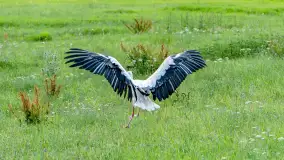 Bociany na wopławskiej łące, lipiec 2023 r. - zdjęcie 13