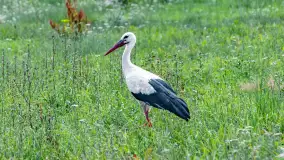 Bociany na wopławskiej łące, lipiec 2023 r. - zdjęcie 2