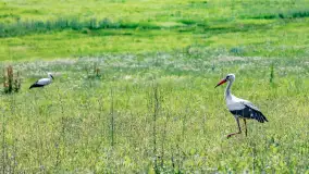 Bociany na wopławskiej łące, lipiec 2023 r. - zdjęcie 14