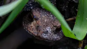 Najmniejsi mieszkańcu Mazur w naszym obiektywie, lipiec 2023 r. - zdjęcie 33