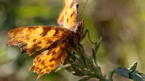 Najmniejsi mieszkańcu Mazur w naszym obiektywie, lipiec 2023 r. - zdjęcie 41