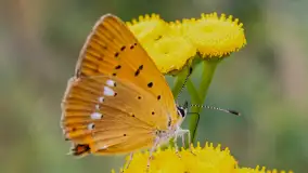 Najmniejsi mieszkańcu Mazur w naszym obiektywie, lipiec 2023 r. - zdjęcie 18