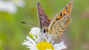 Najmniejsi mieszkańcu Mazur w naszym obiektywie, lipiec 2023 r. - zdjęcie 45