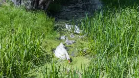 Łabędzie są nieodzownym elementem Mazur - zdjęcie 14