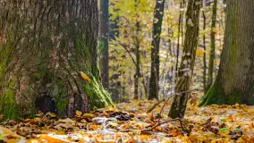 Złota mazurska jesień w Mrągowie nad jeziorem Juno - zdjęcie 43