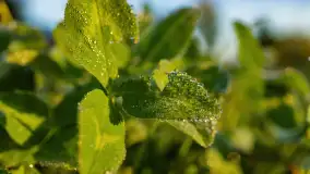 Przyrodniczy wschód słońca nad jeziorem Mażańskie - zdjęcie 10