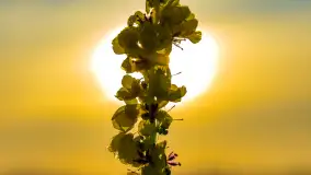 Przyrodniczy wschód słońca nad jeziorem Mażańskie - zdjęcie 32