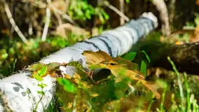 Magia mazurskiej jesieni nad jeziorem Wesołek, listopad 2023 r. - zdjęcie 7