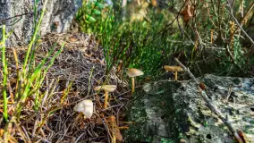 Magia mazurskiej jesieni nad jeziorem Wesołek, listopad 2023 r. - zdjęcie 25