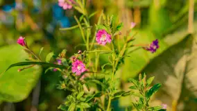 Wrześniowy zachód słońca nad jeziorem Dargin - zdjęcie 15