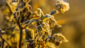 Wschód słońca nad jeziorem Dobskim, listopad 2023 r. - zdjęcie 28