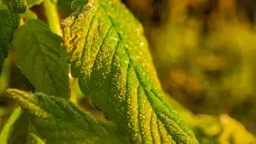 Wschód słońca nad jeziorem Dobskim, listopad 2023 r. - zdjęcie 17