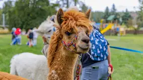 Fotorelacja ze Święta Ziemniaka w Mazurskim raju, październik 2023 r. - zdjęcie 55