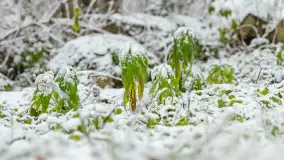 Zwalony most w Kruklankach w zimowej scenerii... bez słońca, listopad 2023 r. - zdjęcie 27
