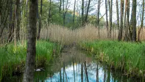 Wiosna w lesie przy Nowym Harszu, maj 2023 r. - zdjęcie 1