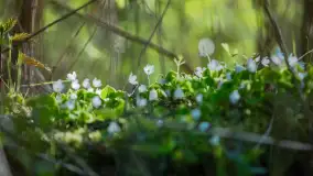 Wiosna w lesie przy Nowym Harszu, maj 2023 r. - zdjęcie 10