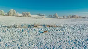 Zimowy poranek w okolicach Wopławek k/Kętrzyna - zdjęcie 18