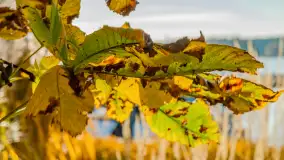 Jesień w Mazurskim Raju nad jeziorem Bełdany, listopad 2023 r. - zdjęcie 22