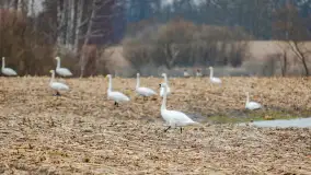 Zwierzęta i ptaki na zdjęciach z szuflady, 2023 rok - zdjęcie 11