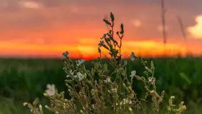 Zachód słońca na wschodnich obrzeżach Kętrzyna, sierpień 2023 r. - zdjęcie 30