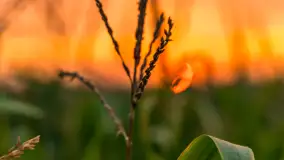 Zachód słońca na wschodnich obrzeżach Kętrzyna, sierpień 2023 r. - zdjęcie 10