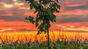 Zachód słońca na wschodnich obrzeżach Kętrzyna, sierpień 2023 r. - zdjęcie 18