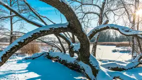 Zima nad jeziorem Dziewiszewskie w Dziewiszowie, styczeń 2024 r. - zdjęcie 5