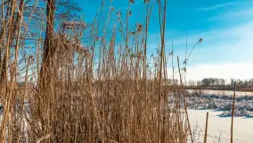 Zima nad jeziorem Dziewiszewskie w Dziewiszowie, styczeń 2024 r. - zdjęcie 15