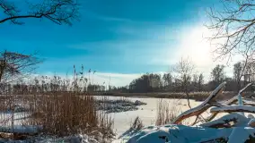 Zima nad jeziorem Dziewiszewskie w Dziewiszowie, styczeń 2024 r. - zdjęcie 23