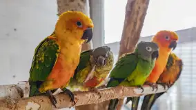 Zdjęcia: Odkryj Niezwykłe Zimowe Ferie w Papugarni Mazury! - zdjęcie 15