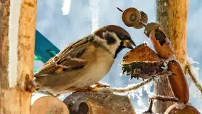 Redakcyjny karmnik sprawdził się zimą, styczeń 2024 r. - zdjęcie 18