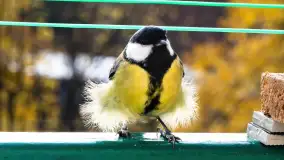 Redakcyjny karmnik sprawdził się zimą, styczeń 2024 r. - zdjęcie 5