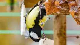 Redakcyjny karmnik sprawdził się zimą, styczeń 2024 r. - zdjęcie 25