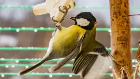 Redakcyjny karmnik sprawdził się zimą, styczeń 2024 r. - zdjęcie 6