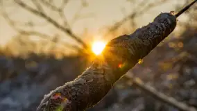 Zimowa rzeka Dajna niedaleko Wilkowa, styczeń 2024 r. - zdjęcie 21